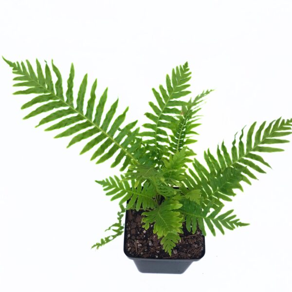 Blechnum Silver Lady | Fern for Shaded Area - Image 3