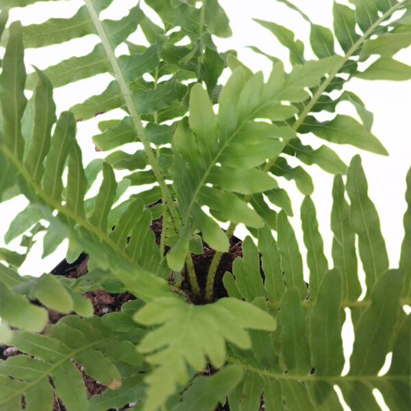 Blechnum Silver Lady | Fern for Shaded Area - Image 4