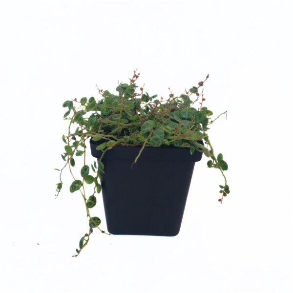 String of Turtles | Hanging plant | Easy to care for - Image 2