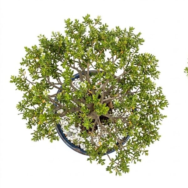 Large Crassula sarcocaulis Bonsai | 12-Year-Old Specimen in Glazed Pot - Image 2