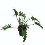 Philodendron Xanadu "Winterbourn" in 12cm pot | Indoor or Outdoor Lush Plant | Easy to care for