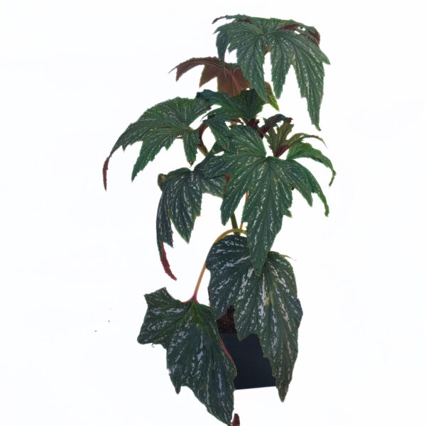 Begonia Aconitifolia | Treelike Can Begonia | Rare and Sought After Begonia - Image 2