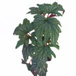 Begonia Aconitifolia | Treelike Can Begonia | Rare and Sought After Begonia