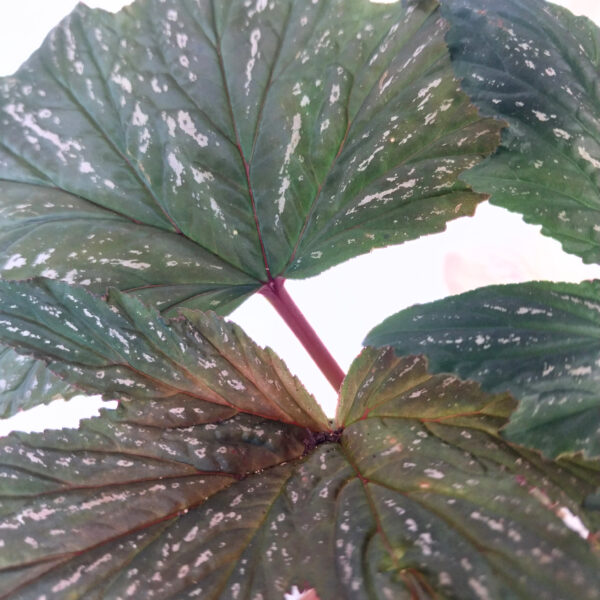 Begonia Aconitifolia | Treelike Can Begonia | Rare and Sought After Begonia - Image 3