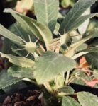Dorstenia foetida | Caudex Succulent – Rare Collector Desert Plant 10cm pot