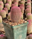 Echinocereus rigidissimus var. rubrispinus