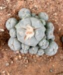 Lophophora williamsii var. caespitosa