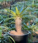 Pachypodium lamerei | Madagascar Palm – Sculptural Succulent Tree 15cm pot