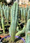 Pilosocereus azureus | Blue Torch Cactus – Rare Architectural Succulent Plant 15cm pot