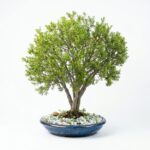 Large Crassula sarcocaulis Bonsai | 12-Year-Old Specimen in Glazed Pot