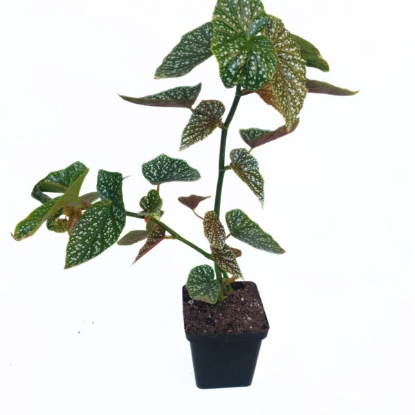 Large Begonia White Ice | Rare & Sought after Indoor Begonia | - Image 2
