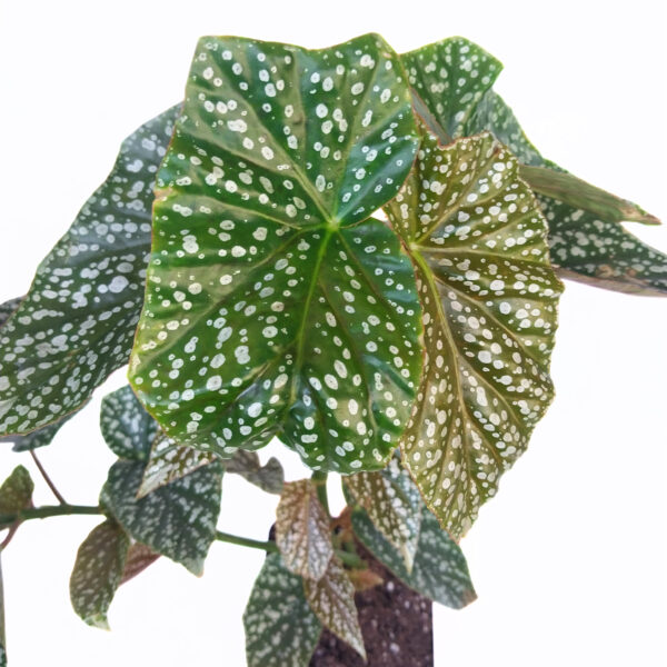 Large Begonia White Ice | Rare & Sought after Indoor Begonia | - Image 3