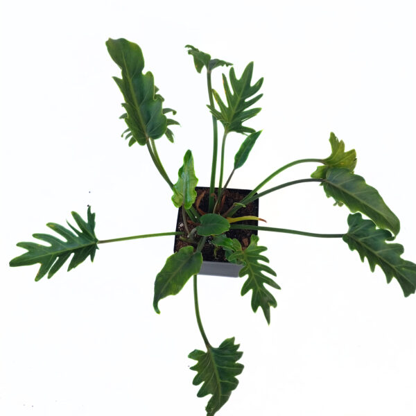 Philodendron Xanadu "Winterbourn" in 12cm pot | Indoor or Outdoor Lush Plant | Easy to care for - Image 2
