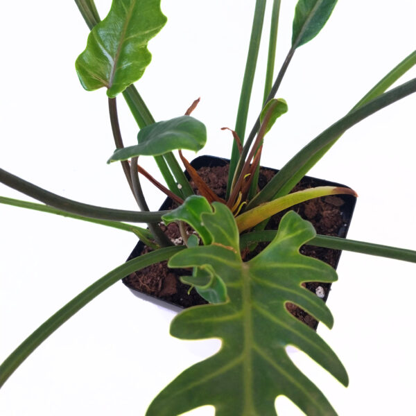 Philodendron Xanadu "Winterbourn" in 12cm pot | Indoor or Outdoor Lush Plant | Easy to care for - Image 3
