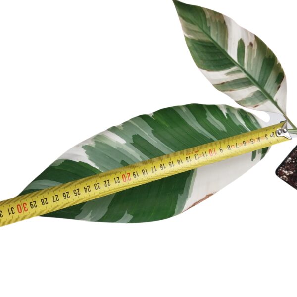 Musa Nono Albo | Variegated Banana Tree - Image 2