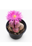 Pleiospilos nelii 'Royal Flush' | Purple Split Rock Succulent | 7.5 cm Pot