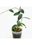 Hoya Verticillata Green – Tropical Wax Plant