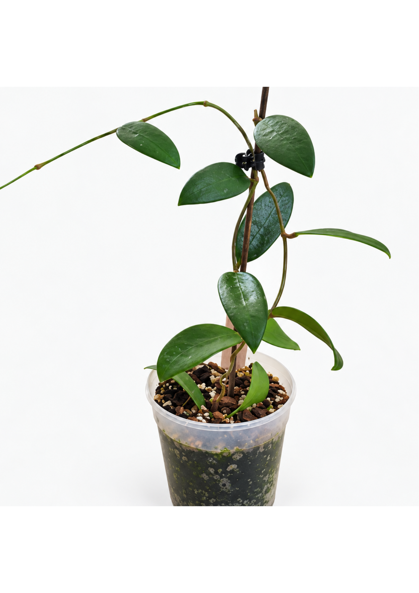 Hoya Verticillata Green – Tropical Wax Plant