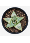 Haworthiopsis tessellata | Crocodile Skin Succulent | 7.5 cm Pot