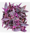 Tradescantia pallida 'Purpurea' | Purple Heart Plant | 12 cm Pot