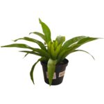 Asplenium Bird’s Nest Fern – Lush Indoor Houseplant
