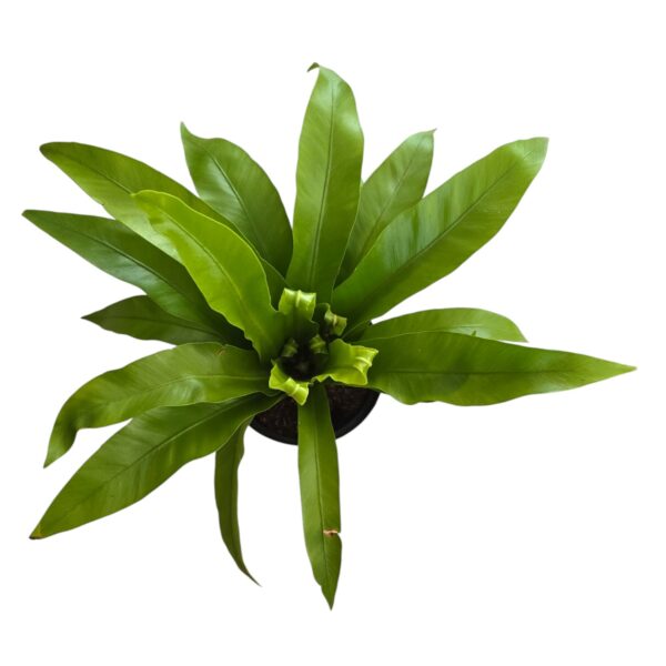 Asplenium Bird’s Nest Fern – Lush Indoor Houseplant - Image 2