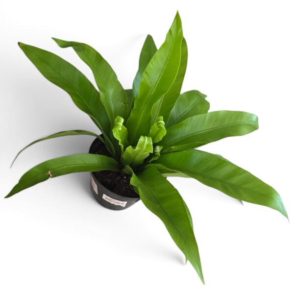 Asplenium Bird’s Nest Fern – Lush Indoor Houseplant - Image 3