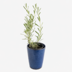 Blue Pot