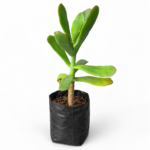Title Flapjack Succulent Combo Deal | 2 Plants in Grow Bags | Kalanchoe luciae