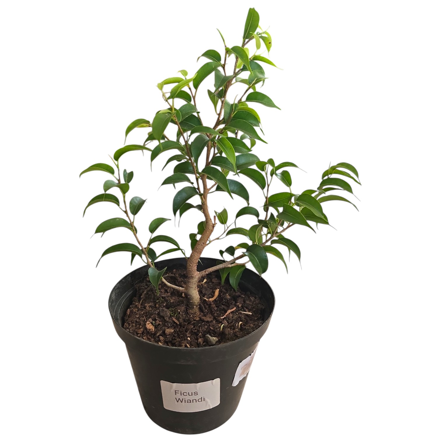 Ficus Wiandi