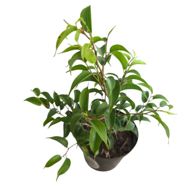 Ficus Wiandi – Elegant Indoor Bonsai Tree - Image 2