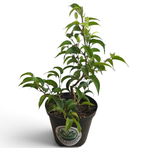 Ficus Wiandi – Elegant Indoor Bonsai Tree - Image 3