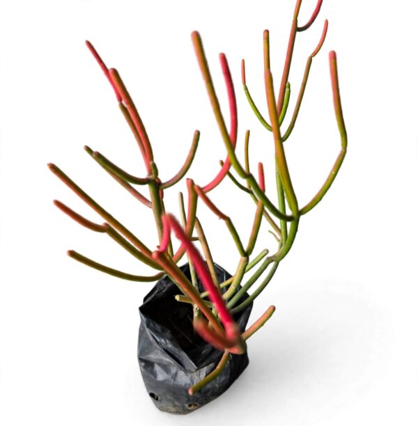 Firestick (Pencil) Plant Combo Deal | 2 Plants | Euphorbia tirucalli - Image 3