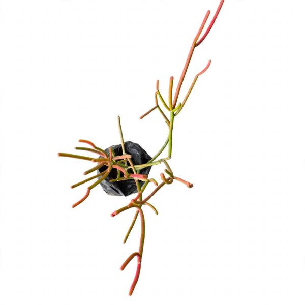 Firestick (Pencil) Plant Combo Deal | 2 Plants | Euphorbia tirucalli - Image 2