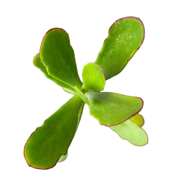 Title Flapjack Succulent Combo Deal | 2 Plants in Grow Bags | Kalanchoe luciae - Image 2