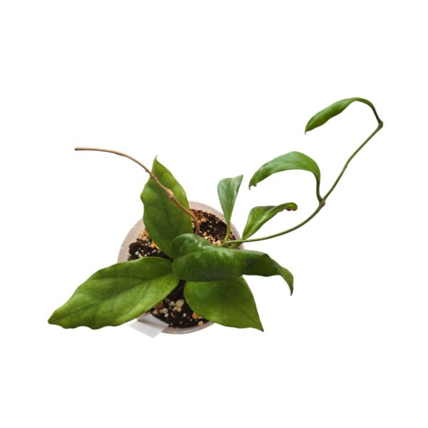 Hoya Finlaysonii "Laila" – Rare Wax Plant - Image 2