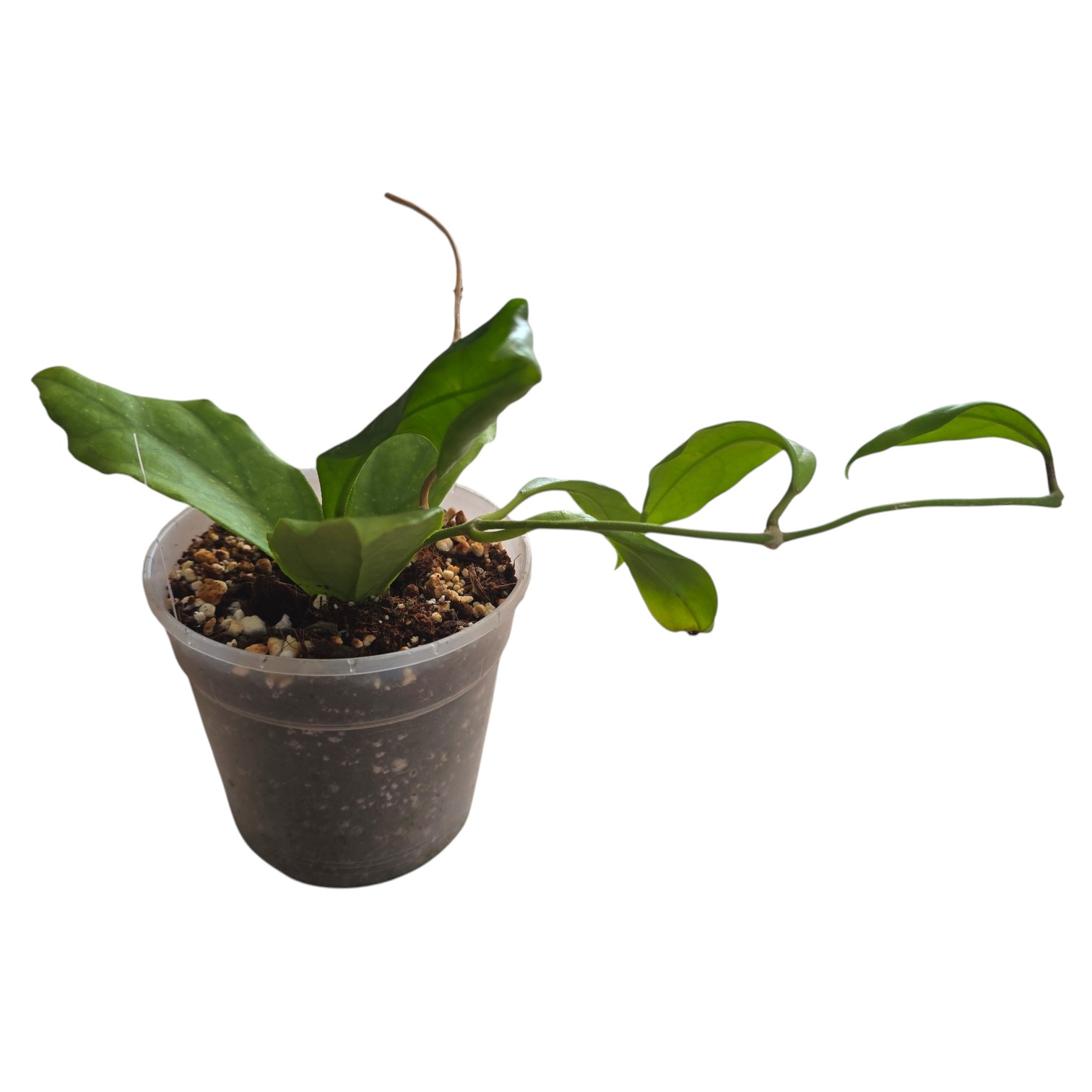 Hoya Finlaysonii “Laila” – Rare Wax Plant