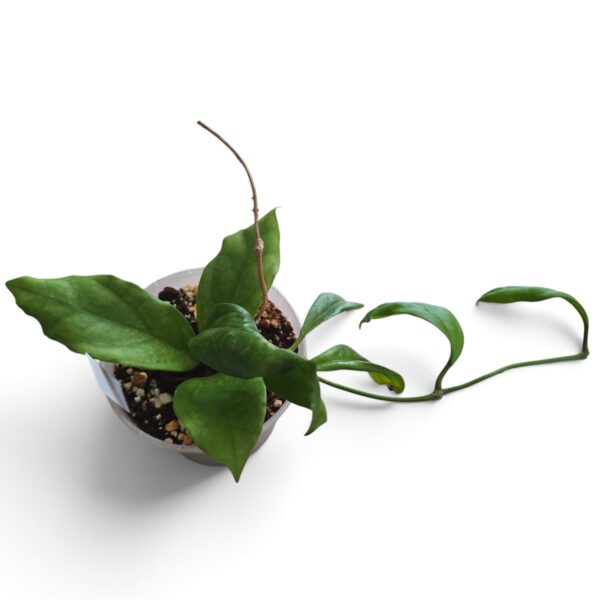 Hoya Finlaysonii "Laila" – Rare Wax Plant - Image 3