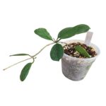 Hoya Obovata – Easy‑Care Indoor Wax Plant