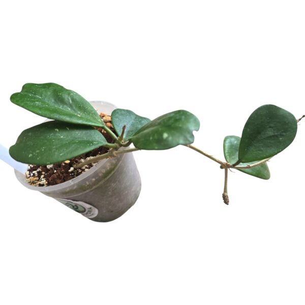 Hoya Obovata – Easy‑Care Indoor Wax Plant - Image 3