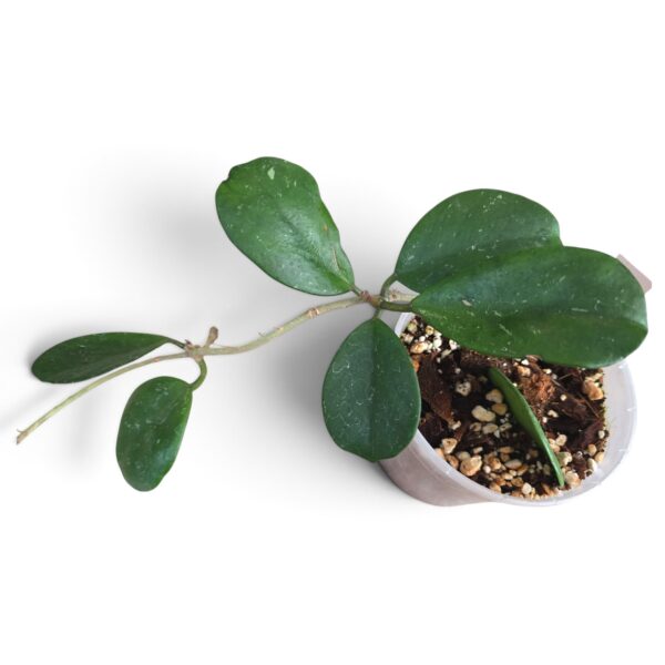 Hoya Obovata – Easy‑Care Indoor Wax Plant - Image 2