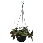 Hoya Carnosa Tri‑Color – Variegated Wax Plant