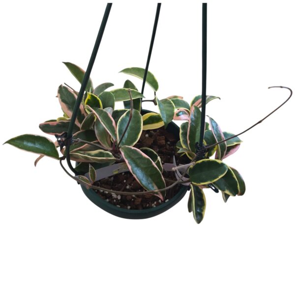 Hoya Carnosa Tri‑Color – Variegated Wax Plant - Image 3