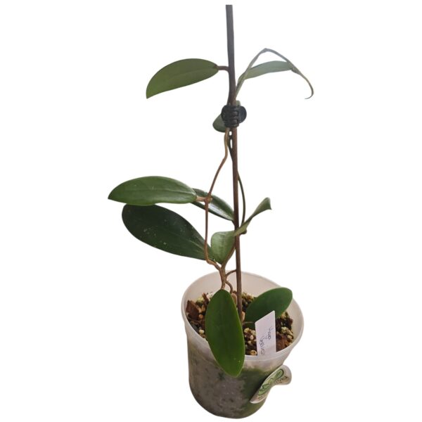 Hoya Verticillata Green – Tropical Wax Plant - Image 2