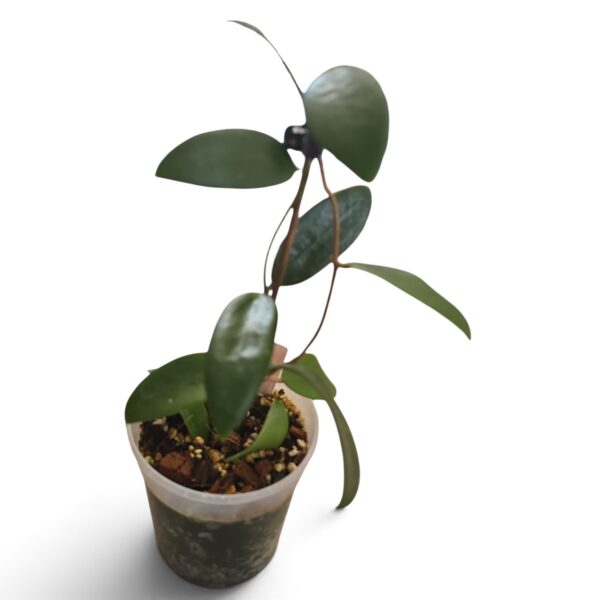 Hoya Verticillata Green – Tropical Wax Plant - Image 3