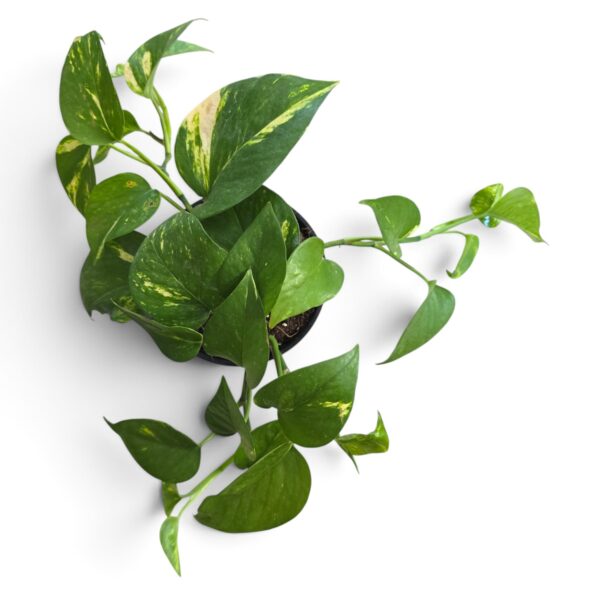 Scindapsus Pictus – Indoor Vine Plant - Image 3