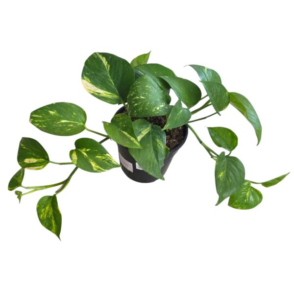 Scindapsus Pictus – Indoor Vine Plant - Image 2