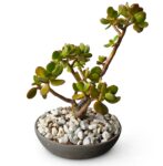 Silver Jade | Crassula arborescens | Bonsai Pot