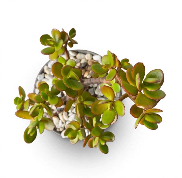 Silver Jade | Crassula arborescens | Bonsai Pot - Image 2