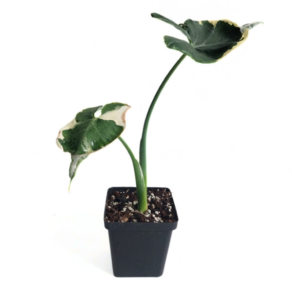 Alocasia Variegated Mickey Mouse | Xanthosoma albo variegata | Rare Alocasia - Image 3
